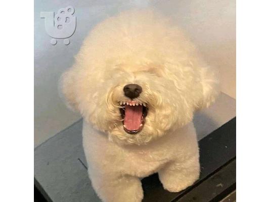 PoulaTo: Πωλούνται κουτάβια ζωφόρου Bichon